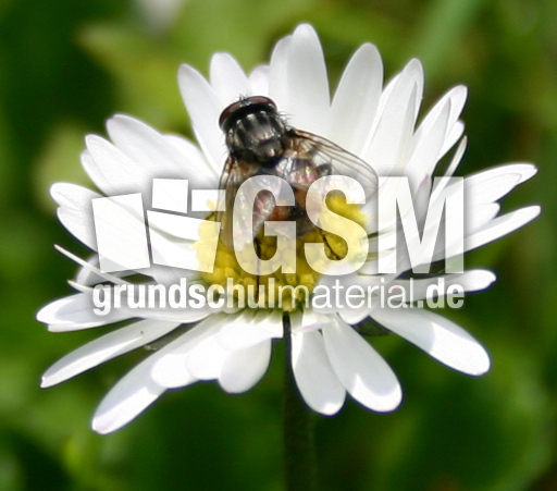 Gaensebluemchen-Fliege.jpg